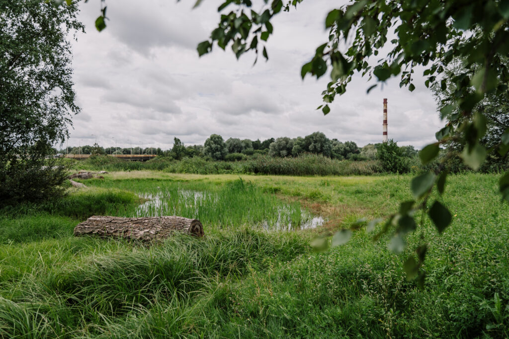A wetland as a nature-based solution in Tartu.