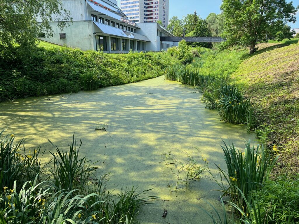 A pond at the Estonian University of Life Sciences campus.