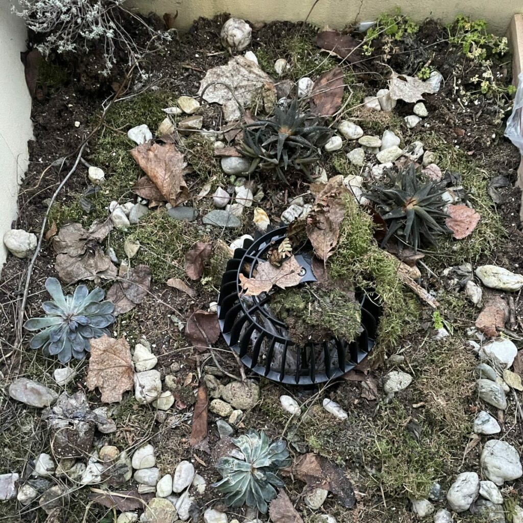 A green foof outlet clogged from leaves and moss.